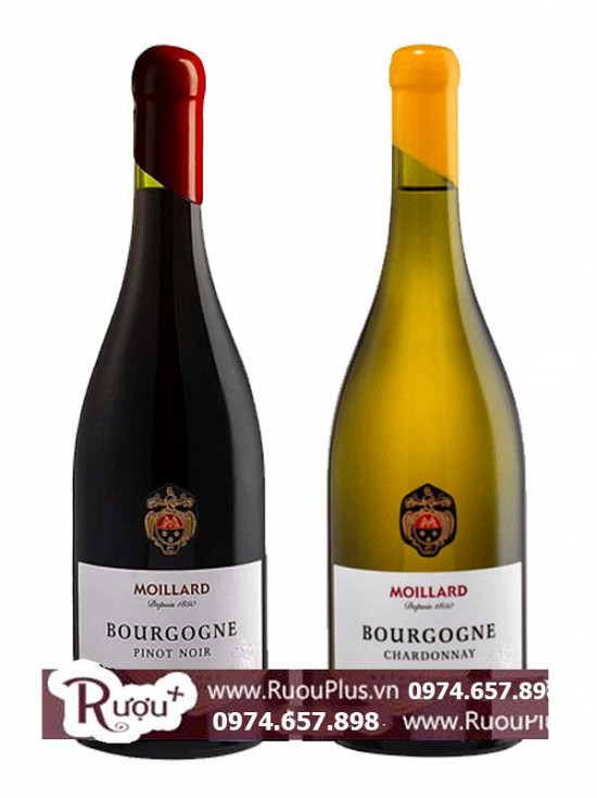 Rượu vang Moillard Bourgogne Red - White Đầu si