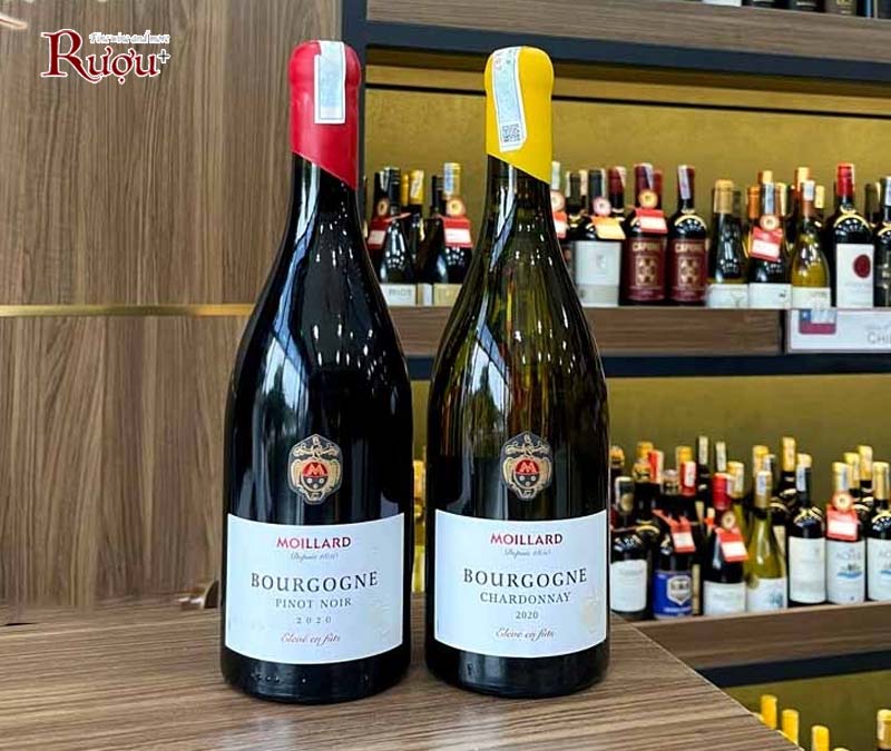 Rượu vang Moillard Bourgogne Red - White Đầu si